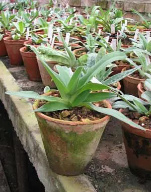 Paphiopedilum (Avalon Mist x pineapple Thai papilio) x philippinense