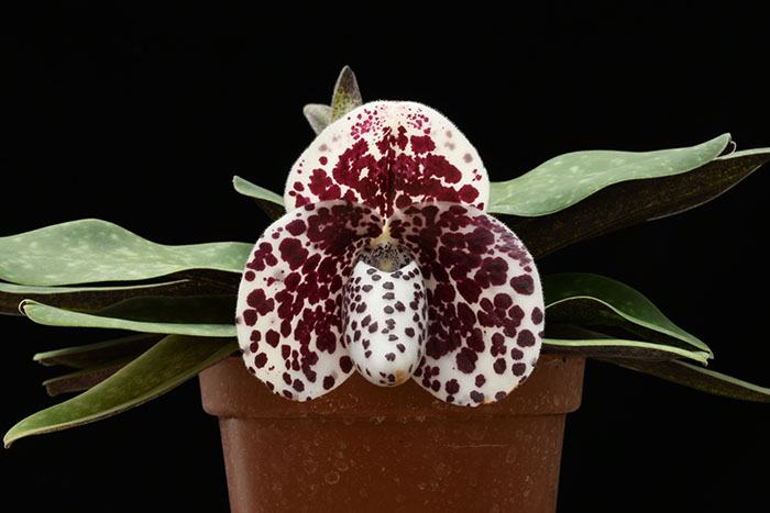 Paphiopedilum bellatulum x self