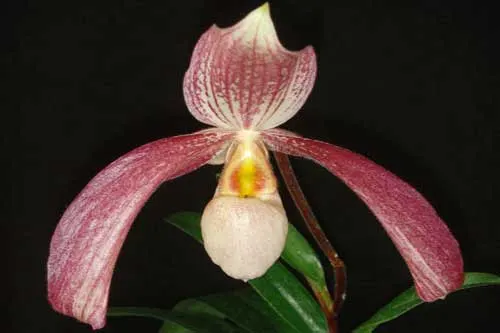 Paphiopedilum charlesworthii x parishii