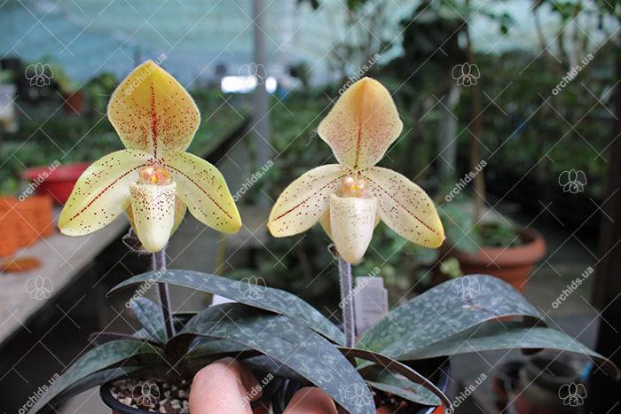 Paphiopedilum concolor striatum