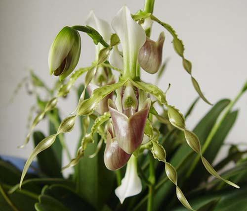 Paphiopedilum dianthum