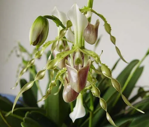 Paphiopedilum dianthum