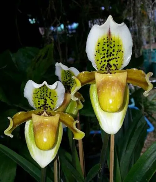 Paphiopedilum exul