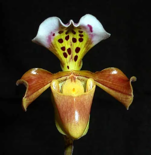 Paphiopedilum gratrixianum