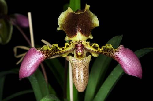 Paphiopedilum hirsutissimum