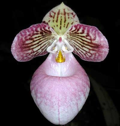Paphiopedilum micranthum