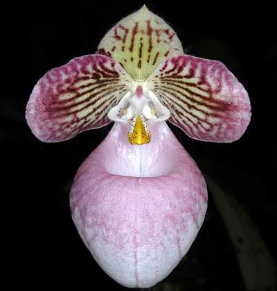 Paphiopedilum micranthum