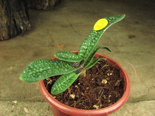 Paphiopedilum micranthum