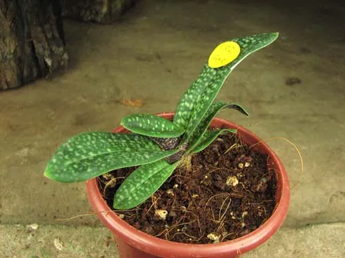 Paphiopedilum micranthum