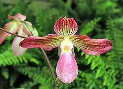 Paphiopedilum Grassauer Alice (micranthum x philippinense)