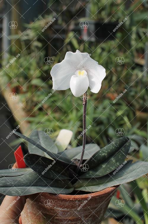 Paphiopedilum niveum