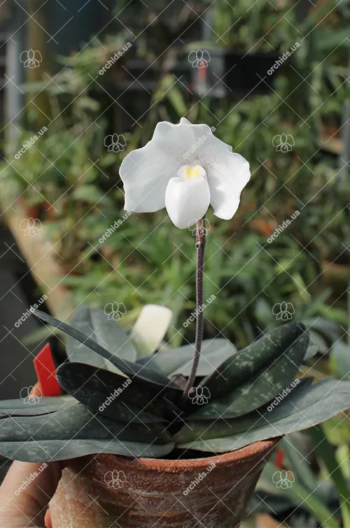Paphiopedilum niveum