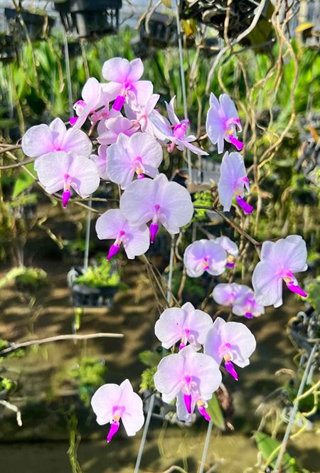 Phalaenopsis lowii