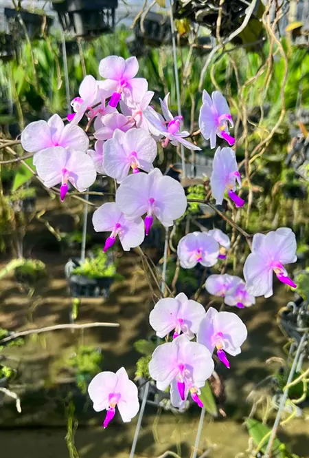 Phalaenopsis lowii