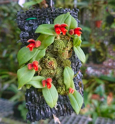 Porpax lanii
