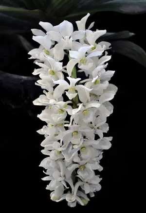 Rhynchostylis gigantea alba