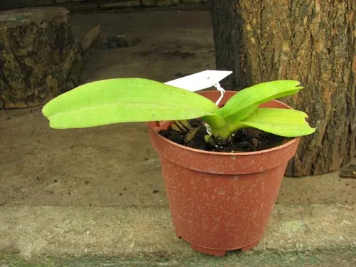 Rhynchostylis gigantea alba