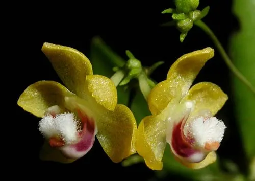 Thrixspermum merguense