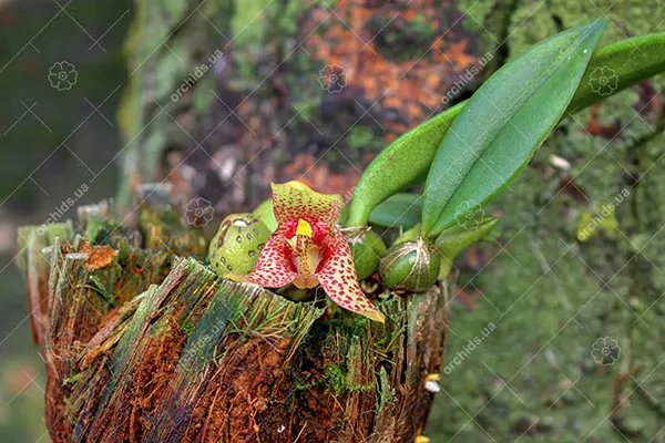 Trias disciflora
