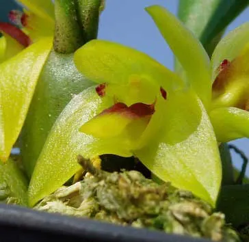 Trias nasuta