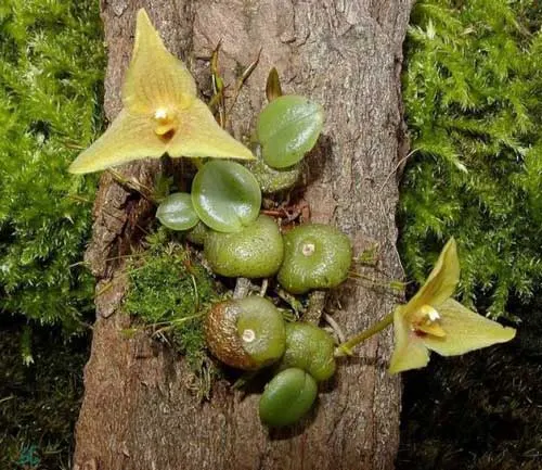 Trias oblonga
