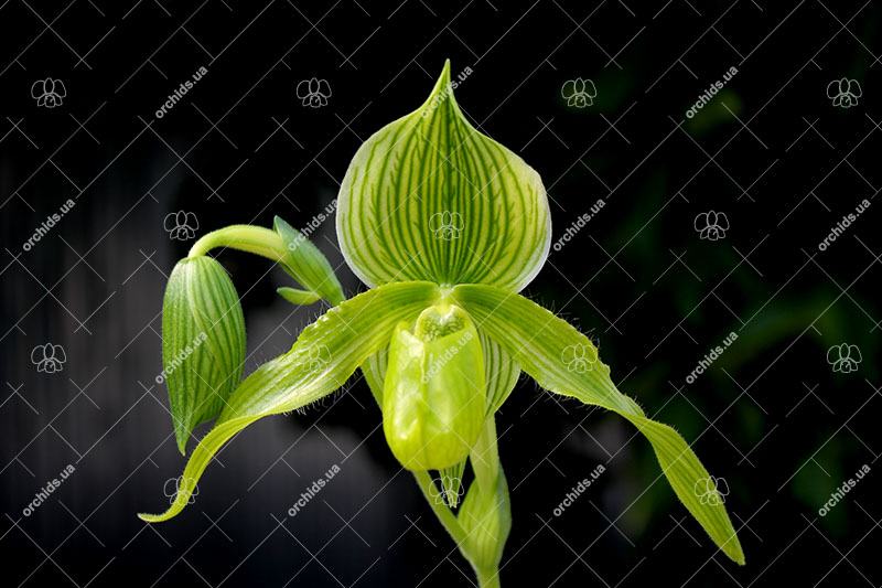 Paphiopedilum Alma Geveart 'Hager's' x Paphiopedilum philippinense var. alba 'Kou'