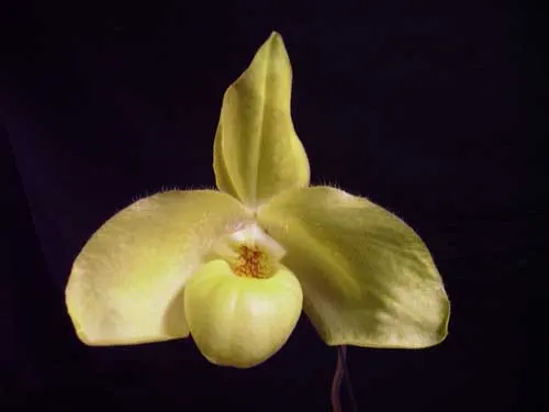 Paphiopedilum armeniacum '#14' x Paphiopedilum hangianum 'Nancy'