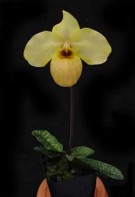 Paphiopedilum armeniacum '#17' x Paphiopedilum vietnamense 'In-Charm'