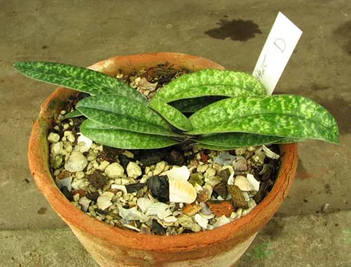 Paphiopedilum armeniacum x Paphiopedilum concolor 'Daya'