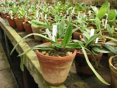 Paphiopedilum bellatulum 'Good Dorsal' x Paphiopedilum villosum 'Naeshan'