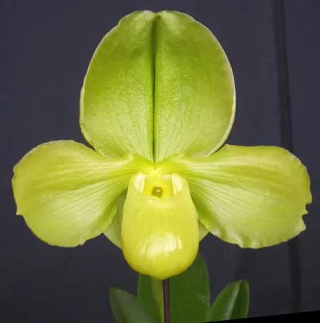 Paphiopedilum Bucolic Day x Paphiopedilum Pacific Shamrock 'Hsiao'