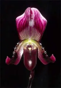 Paphiopedilum callosum var. vinicolor \'Daya\' x sib \'Huei\'