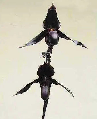 Paphiopedilum Dark Spell 'Ruby' x Paphiopedilum St. Swithin 'Swallow'