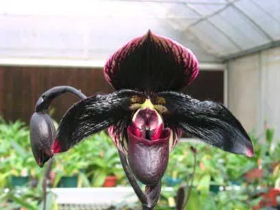 Paphiopedilum Dark Spell 'Ruby' x Paphiopedilum St. Swithin 'Swallow'