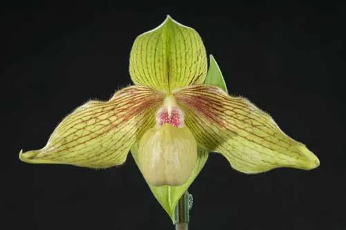 Paphiopedilum Delrosi 'In-Charm' x hangianum '#2'