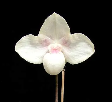 Paphiopedilum hangianum x Paphiopedilum niveum \'Huge\'