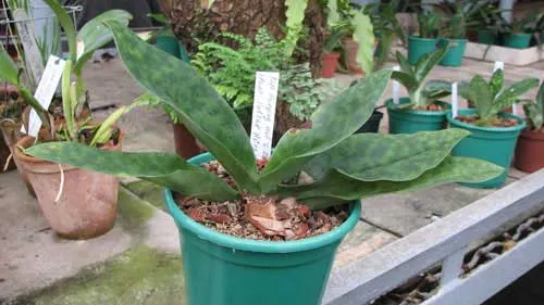 Paphiopedilum Hsinying Web 'Giant' x Paphiopedilum Pulsar 'Hsinying Flame'
