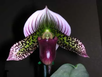 Paphiopedilum Hsinying Web 'In-Lim' x Paphiopedilum (Macabre x Red Shift) 'In-Charm'