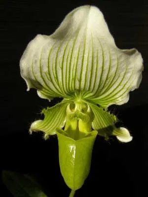 Paphiopedilum Keylime 'In-Charm' x Paphiopedilum fairrieanum 'Ho'