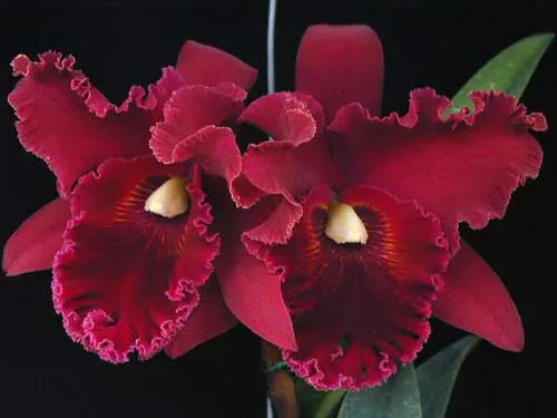 Brassolaeliocattleya Chia Lin 'PCT'