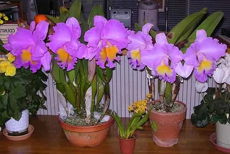 Brassolaeliocattleya Triumphal Coronation 'Seto' (Laeliocattleya Drumbeat x Brassolaeliocattleya Pamela Hetherington)