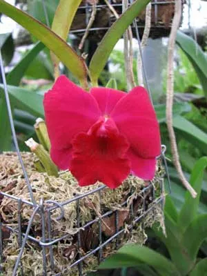 Sophrolaeliocattleya Pink Doll 'Garnet Sea'