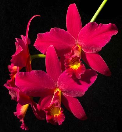 Sophrolaeliocattleya Hsin Buu Lady 'Red Beauty' (Laelia anceps x Sophrolaeliocattleya Wendy's Valentine)