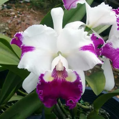 Laeliocattleya White Spark