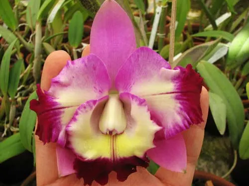 Laeliocattleya Mari's Love 'Blossoming' (Mari's Song x Love Knot)