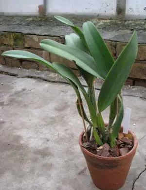 Laeliocattleya Mari's Love 'Blossoming' (Mari's Song x Love Knot)