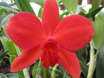 Sophrolaeliocattleya Fire Lighter 'Janet'