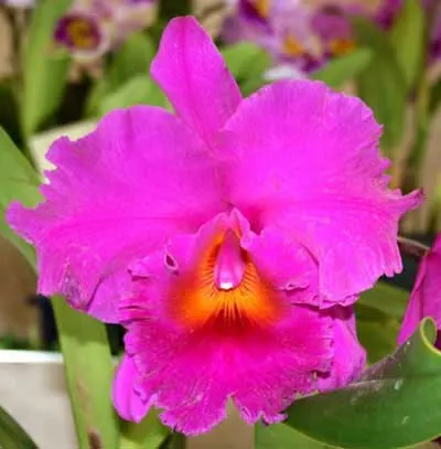 Brassolaeliocattleya Cornerstone \'Fine Circle\'