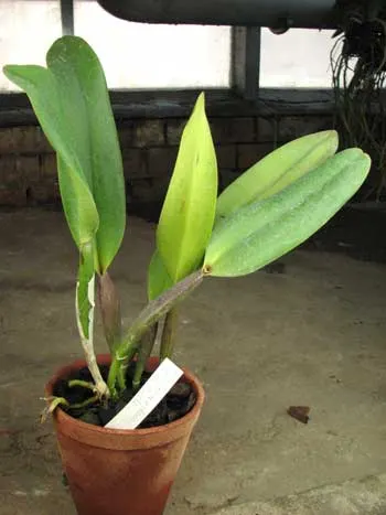 Brassolaeliocattleya Cornerstone \'Fine Circle\'