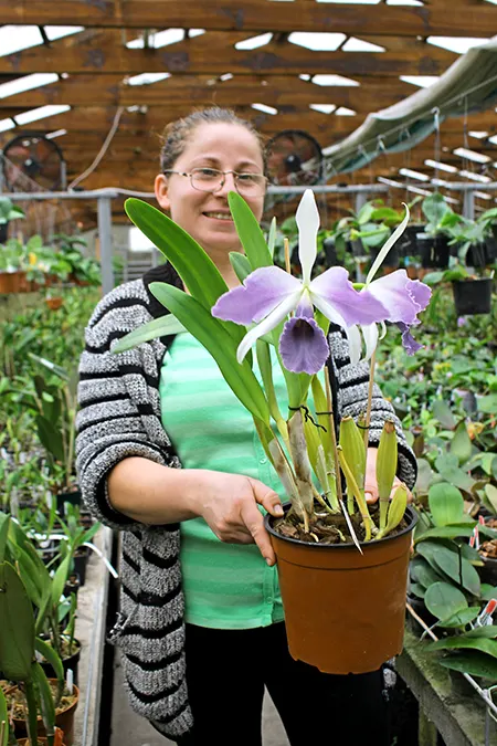 Laeliocattleya C G Roebling 'Blue Indigo'